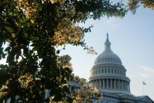 Capitol Hill behind trees 