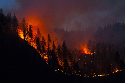 Forest burning from a wildfire